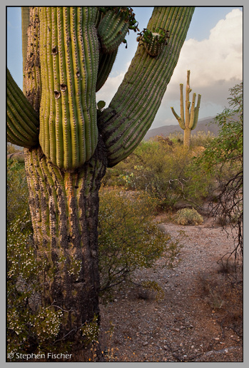 View to a Saguaro