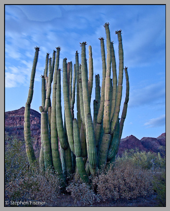 Organ pipe cactus