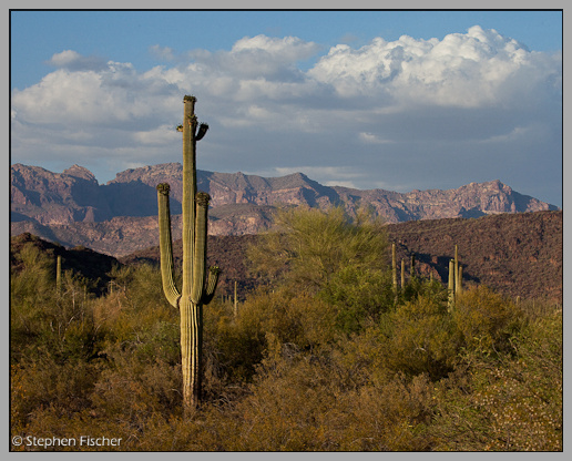 Saguaro classic