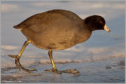 Coot on the ice