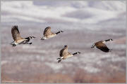 Canada geese lift-off