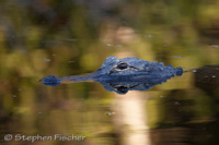 Alligator reflections