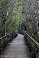 Big Cypress bend boardwalk