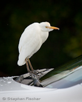 Egret hitchhiker