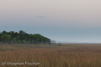 Everglade morning