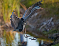 Heron landing