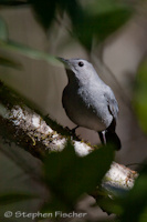 Gray catbird