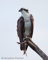 Osprey perch