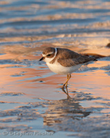 Semipalmated plover golden water