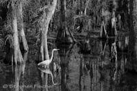 Swamp reflections