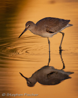 Willet on gold