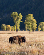 Bison on the plain