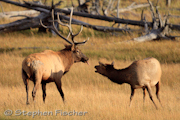 Elk shootdown