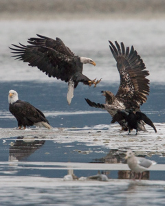 Bald eagle attack on the Chilkat river
