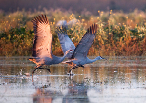 Crane take-off