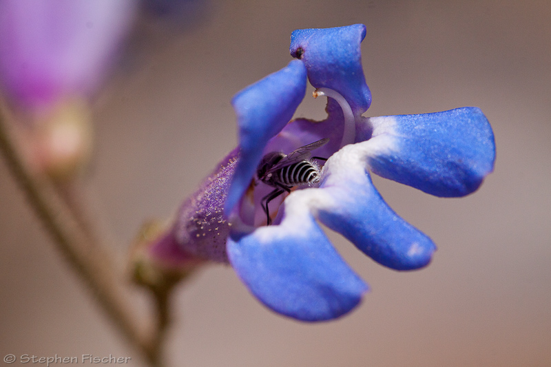 Leafcutting bee (Megachile)