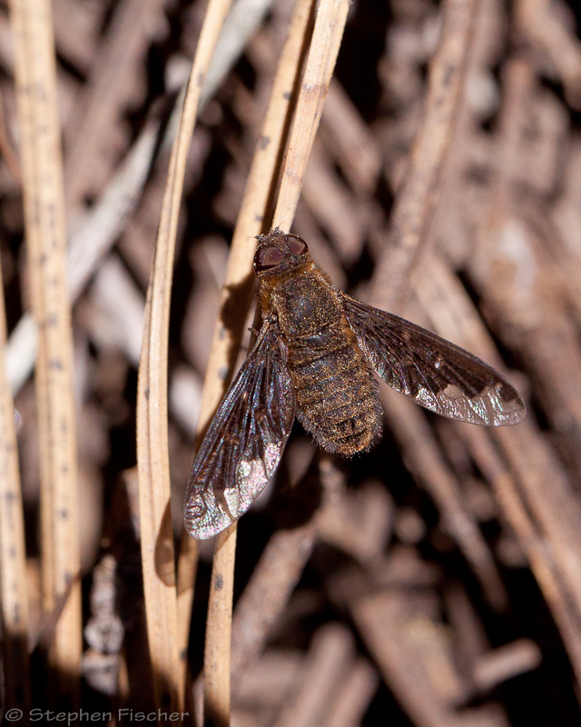 Bee Fly (Hemipenthes sinuosa)