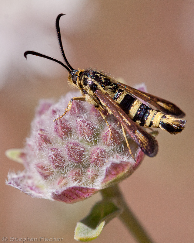 Sycamore borer moth