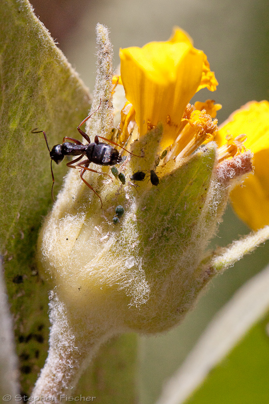 Argentine ant overseeing some aphids. There is a symbiotic relationship with the aphids processing the sap from the plant into sugars that the ants feed from