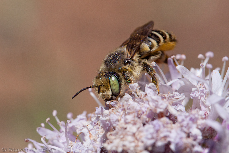Leafcutting bee showing the pollen it gathers underneath its abdomen