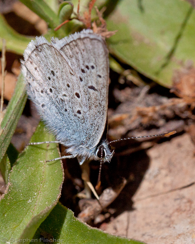 Western tailed-blue butterfly