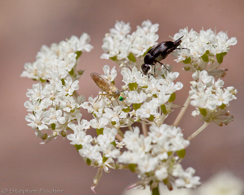 Tumbling beetle and unknown fly