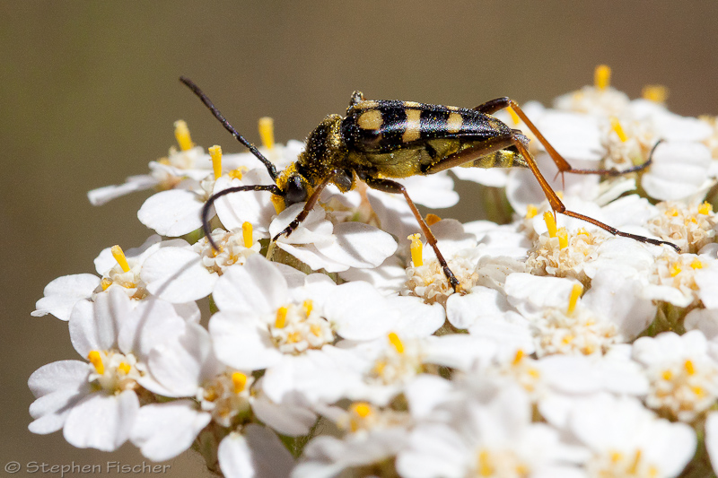 Unknown beetle mimic