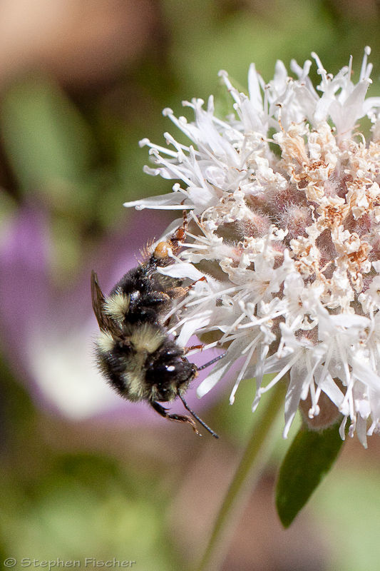 Indiscriminate Bumble Bee (Bombus insularis)