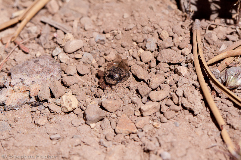Bee digging out its nesting site