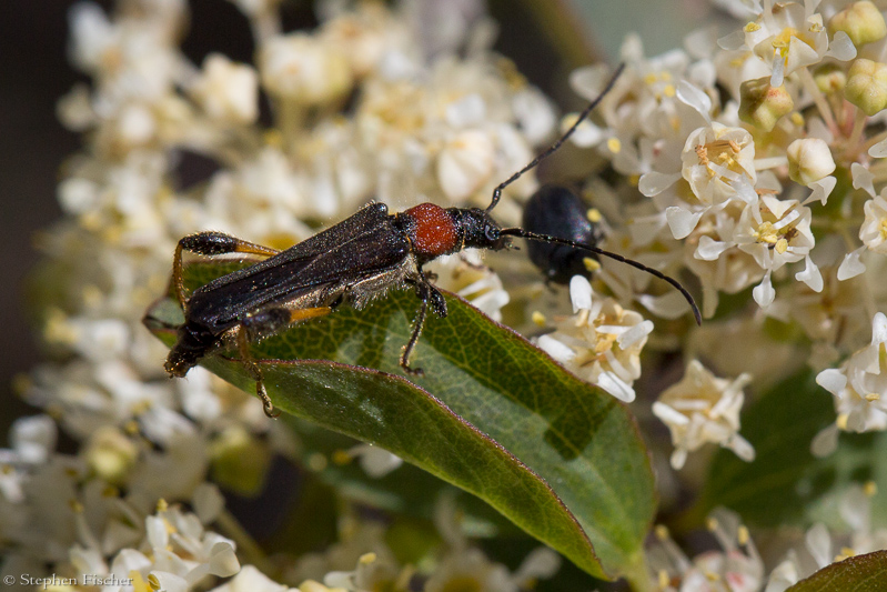 Soldier beetle (Podabrus pruinosus)