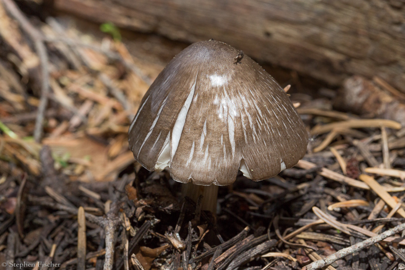 Mushroom (unidentified)