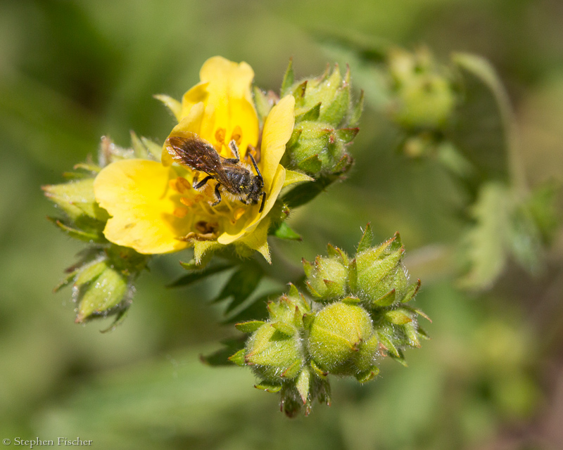 Native Andrenid bee (family: andrenidae)