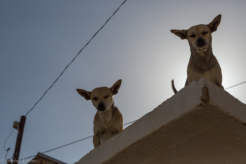 Dogs on the roof