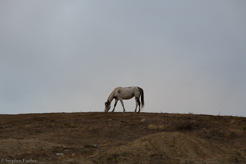 Horse on the ridge
