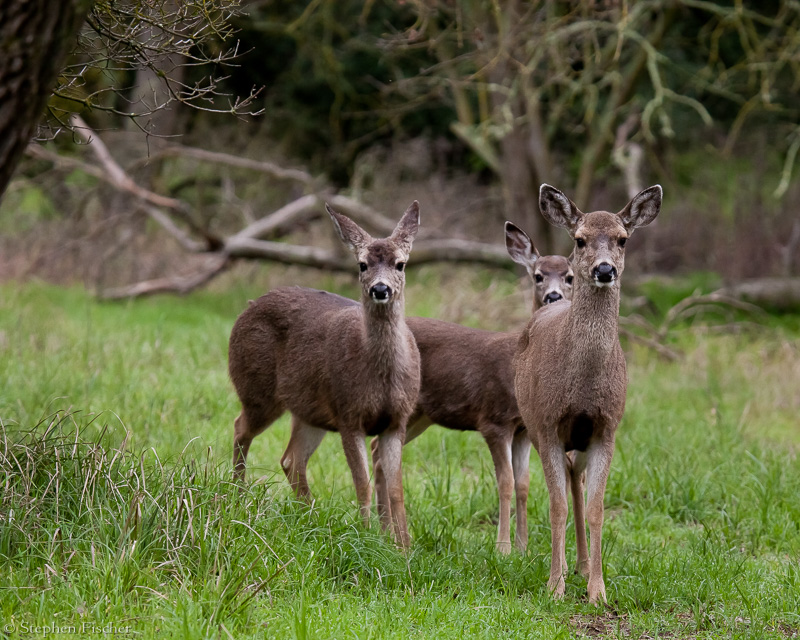 Deer trio