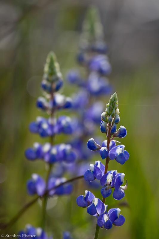 Lupine in the spring