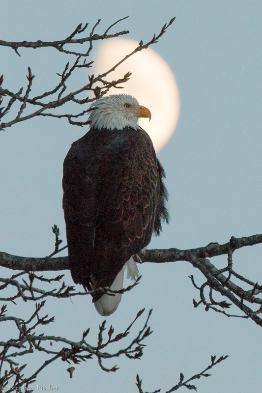 Eagle and the moon
