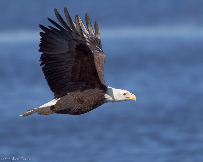 Bald Eagle fly-by
