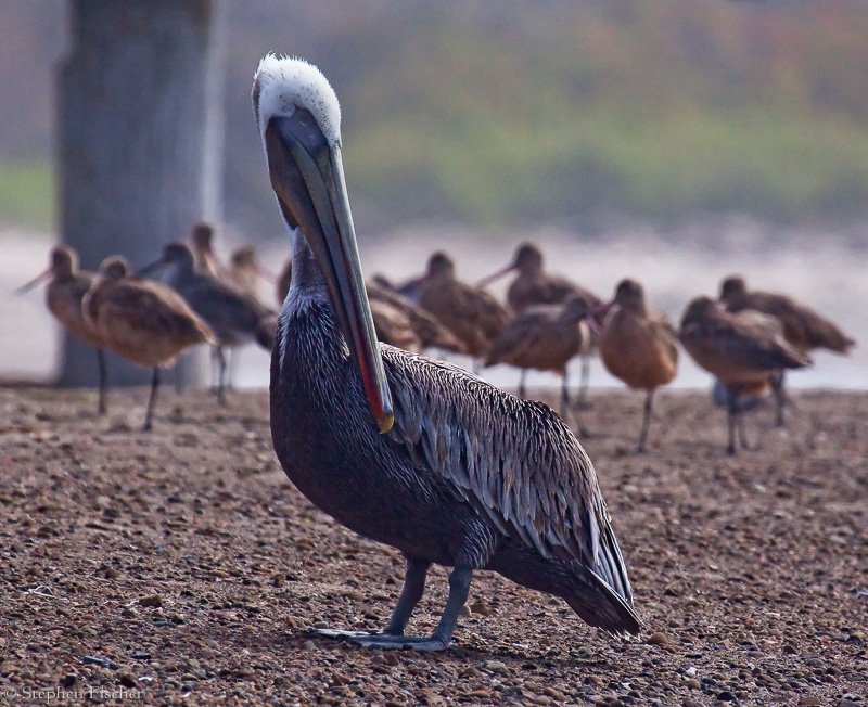 Brown Pelican among the Dowitchers