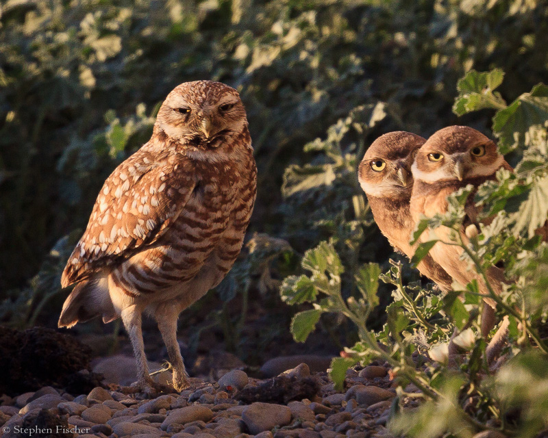 Owl family