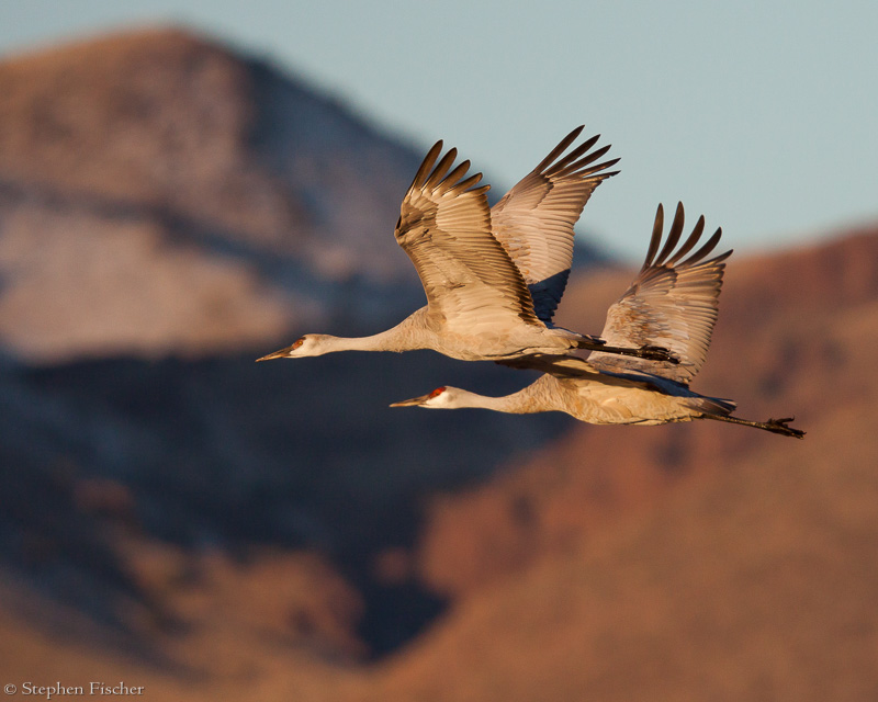 Sandhill Cranes with snowy mountain