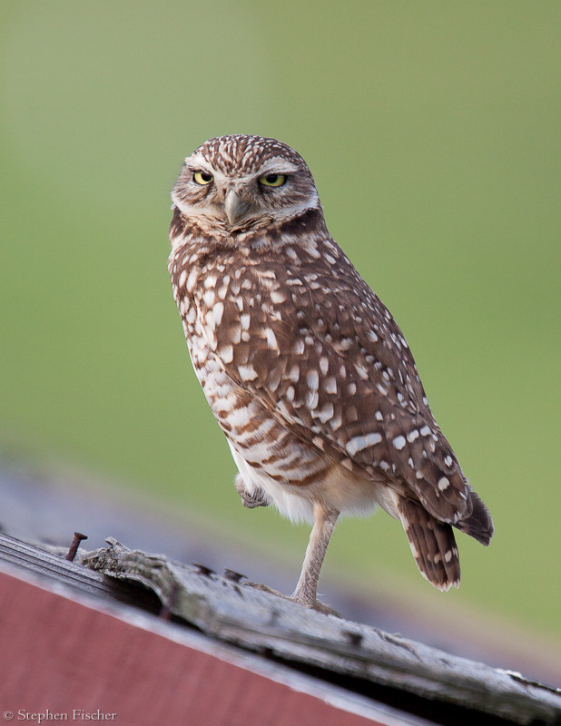 Deco owl