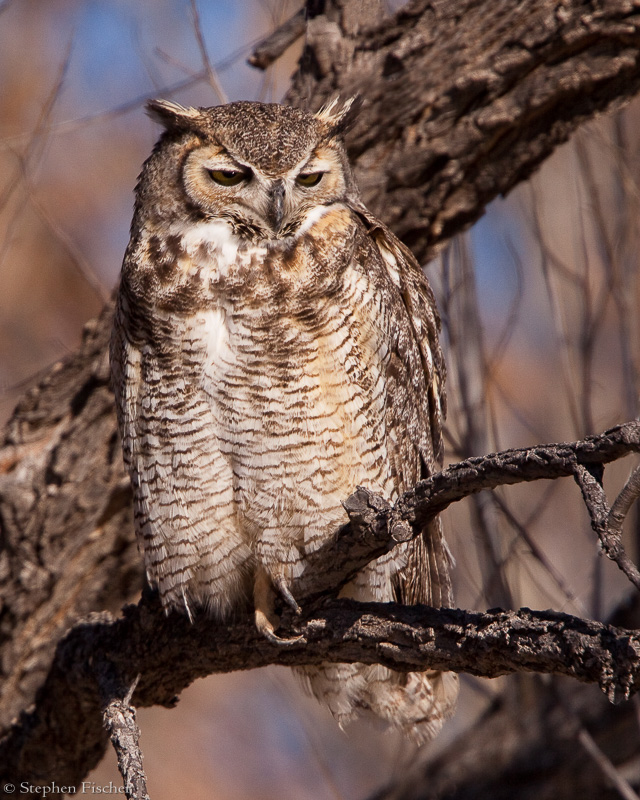 Great Horned Owl perching in a Cottonwood