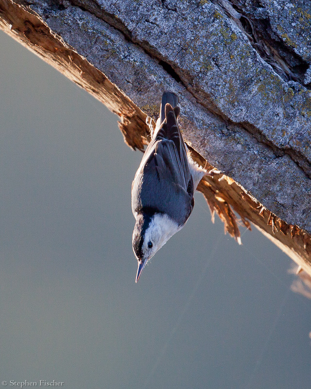 Upside down White-Breasted Nuthatch