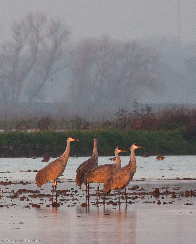 Morning Sandhill Cranes