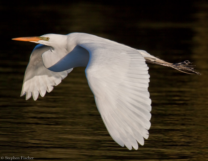 Great Egret over the American River