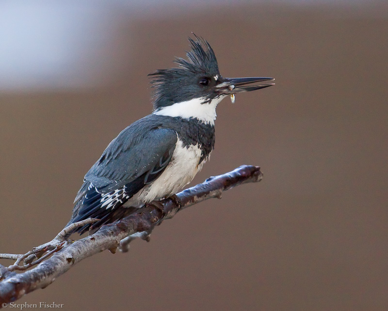 Belted Kingfisher catch