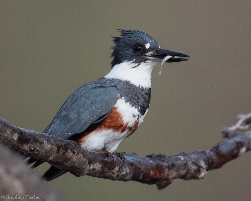 Belted Kingfisher after a successful catch