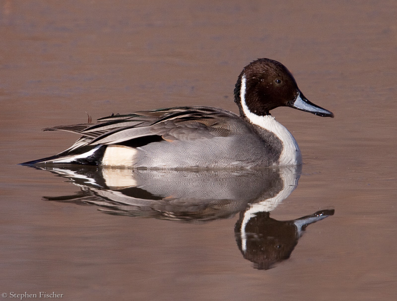 Northern Pintail reflection