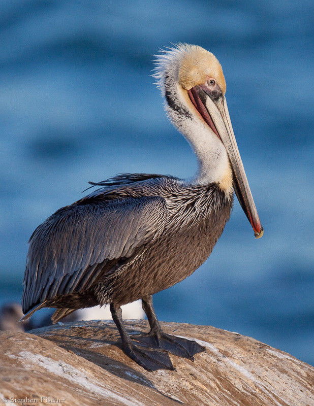 Pelican pose